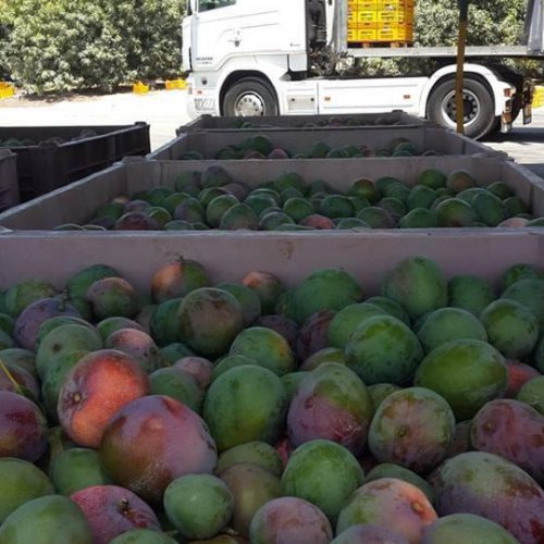 משאית ופעילות הובלה בקירור של זנגריה מאהר — תמונה 30