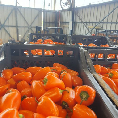 משאית ופעילות הובלה בקירור של זנגריה מאהר — תמונה 22