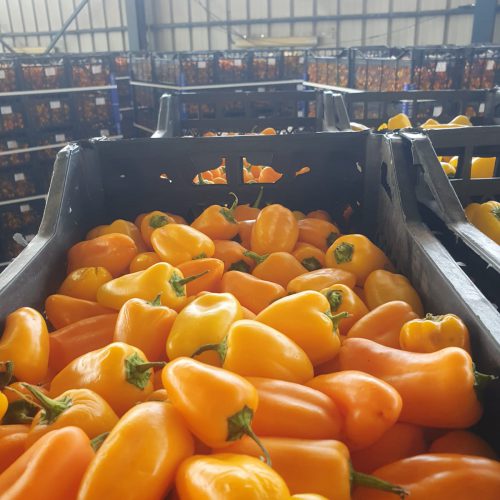 משאית ופעילות הובלה בקירור של זנגריה מאהר — תמונה 23