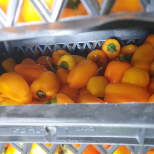 משאית ופעילות הובלה בקירור של זנגריה מאהר — תמונה 14